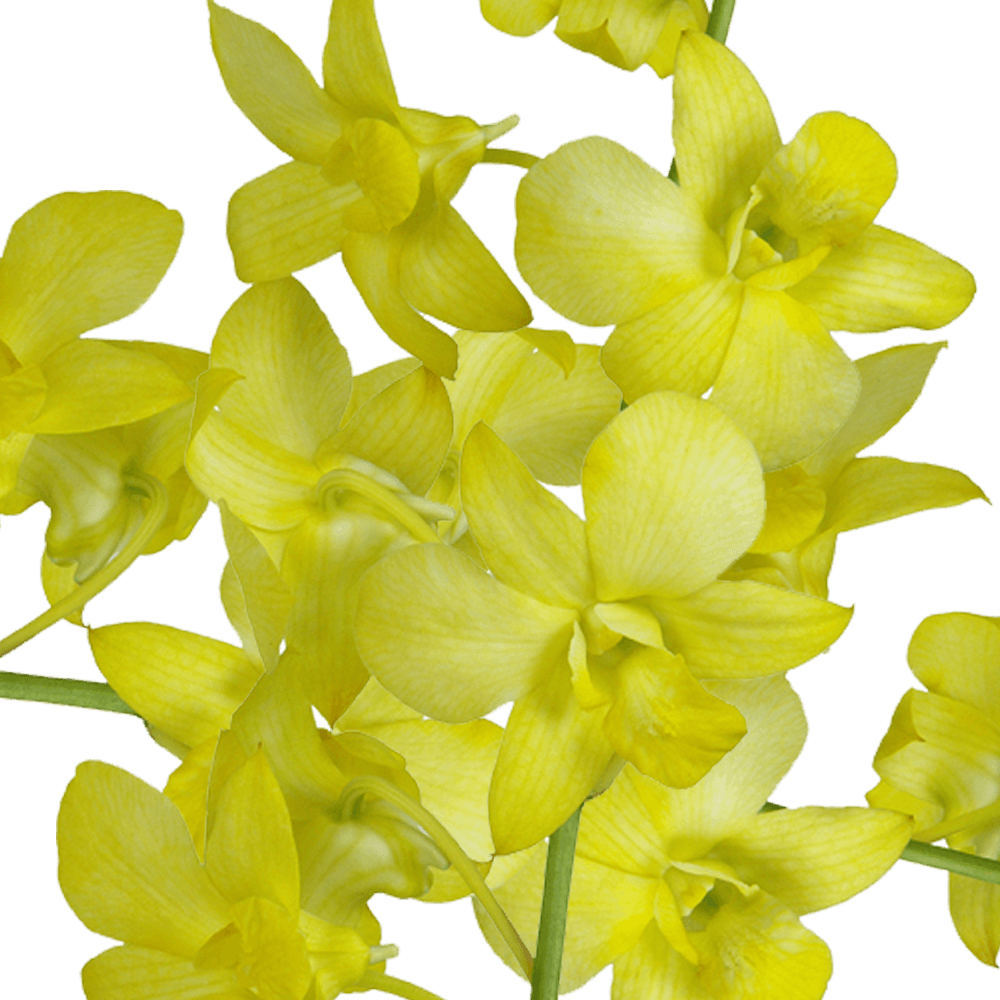 Buy Yellow Dyed Big White Orchids Flowers Delivery Online