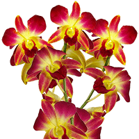 (OC) Orchids Yellow Sonia 20 For Delivery to Crystal_Lake, Illinois