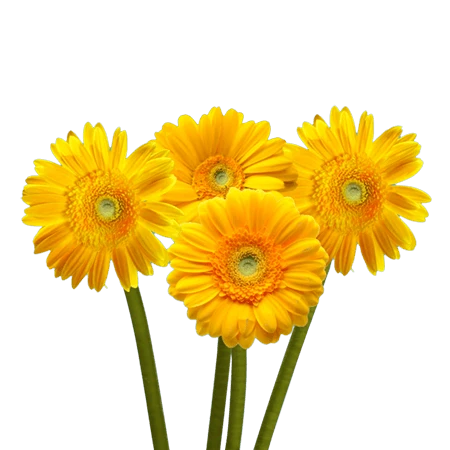 GERBERA
