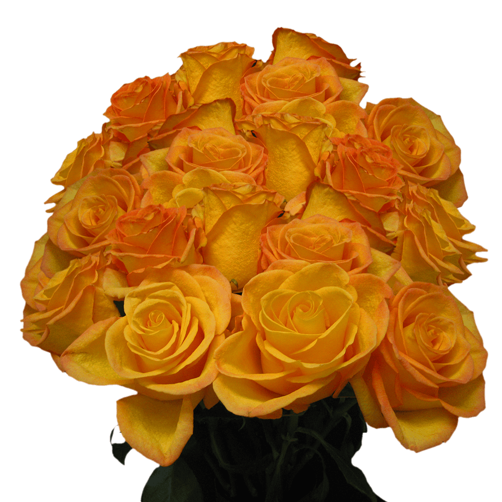 Buy Yellow Roses with Orange Tips