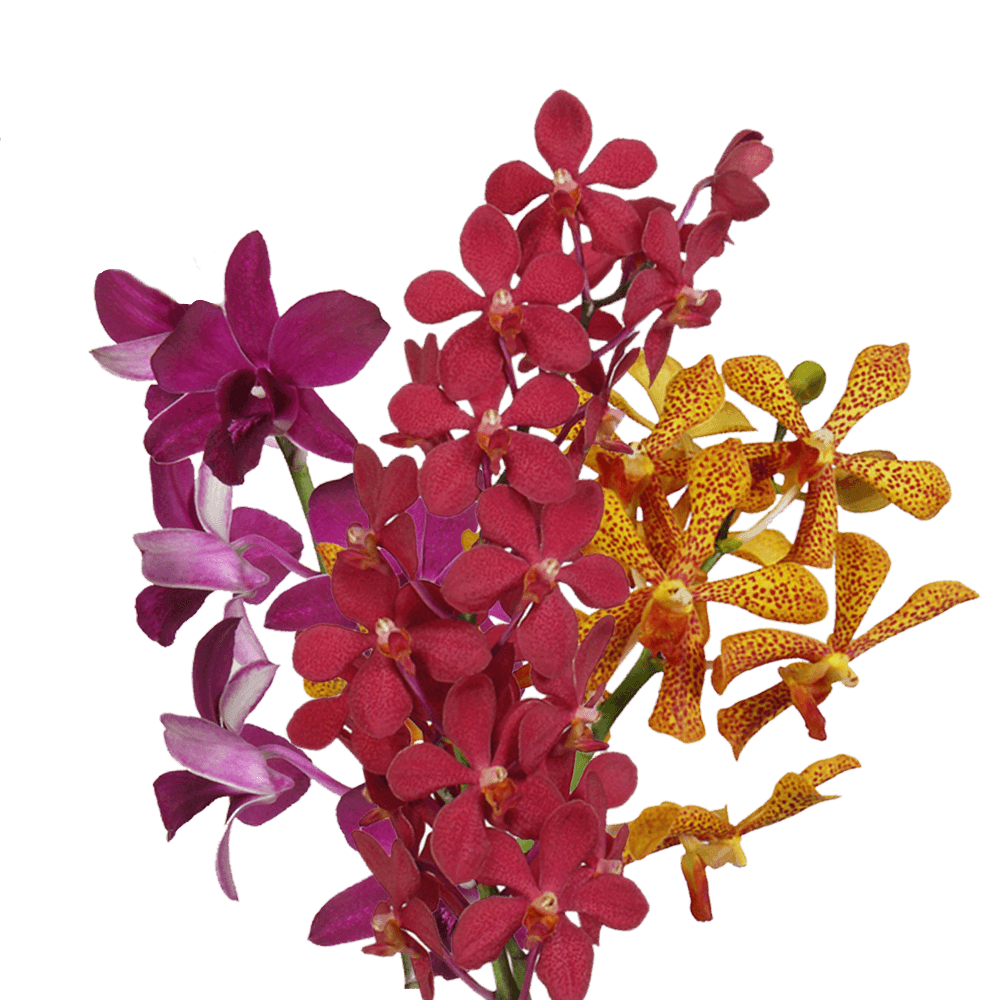 Buy Your Choice Orchids Online Wholesale Prices
