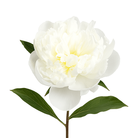 100 Stems of Creamy White Peonies