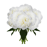 (HB) Duchesse De Nemours Peonies 160 Stems For Delivery to Wilmington, North_Carolina