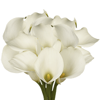 Qty of White MiniCalla Lily Flowers For Delivery to Benton, Arkansas