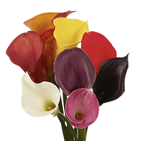 Calla Assorted 1 (OC) [Include Flower Food] (OM) For Delivery to Palatine, Illinois