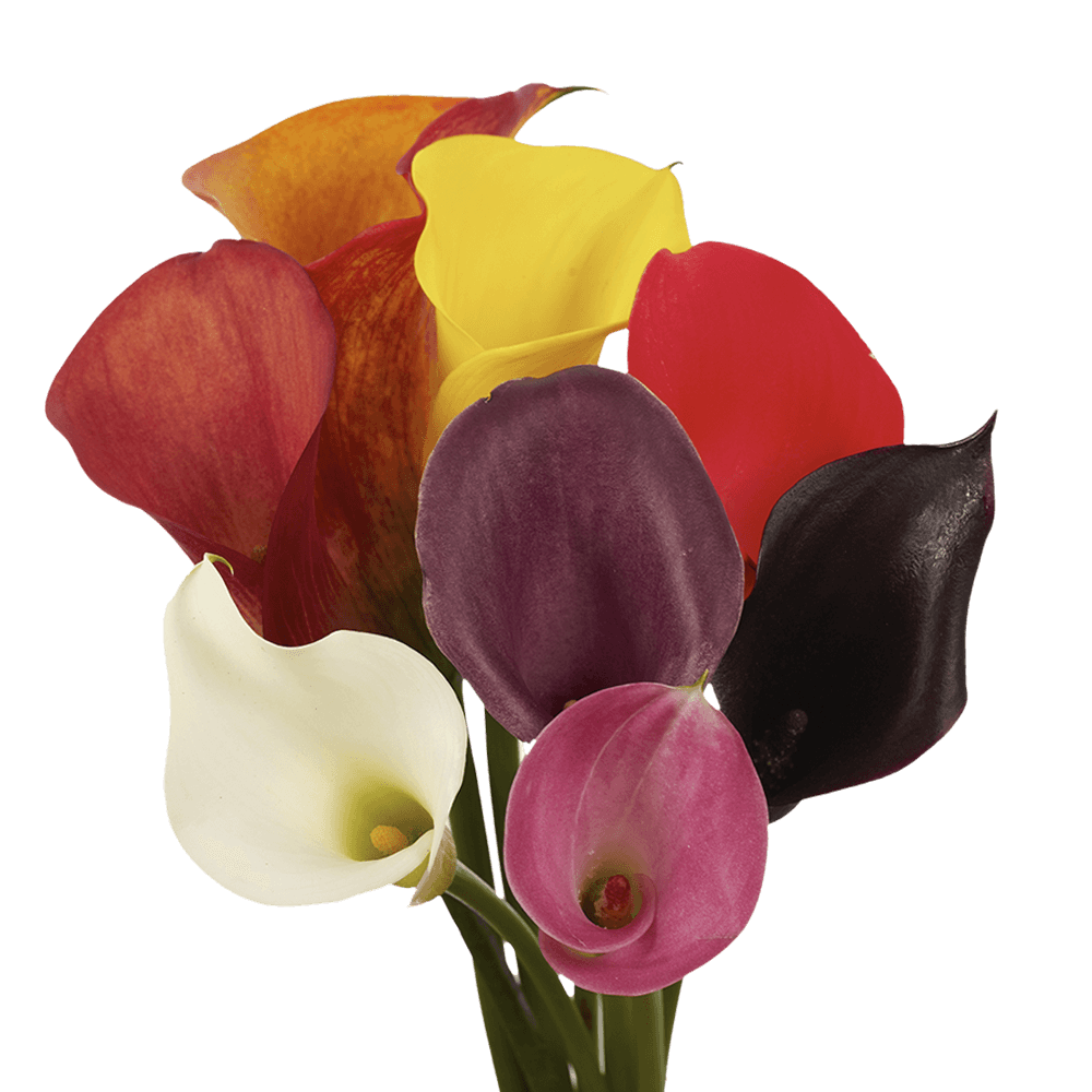 Calla Lilies Flowers Shipped Overnight