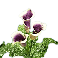 (OC) Mini-Callas Bi-Color White/Purple 6 Bunches For Delivery to Albany, New_York