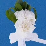 2-cr-carn-white