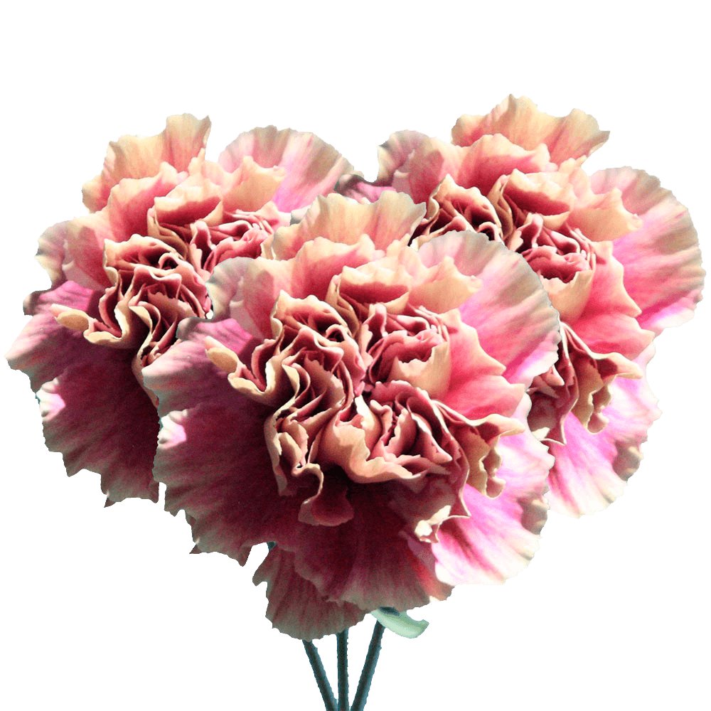 Carnation Boutonniere Flowers Cream with Pink Carnations