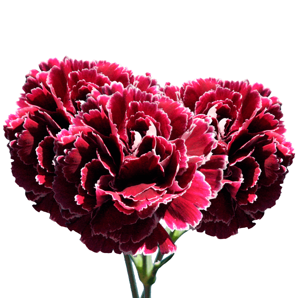 Carnation Flowers Dark Red with White Petals Fresh Carnation Flowers