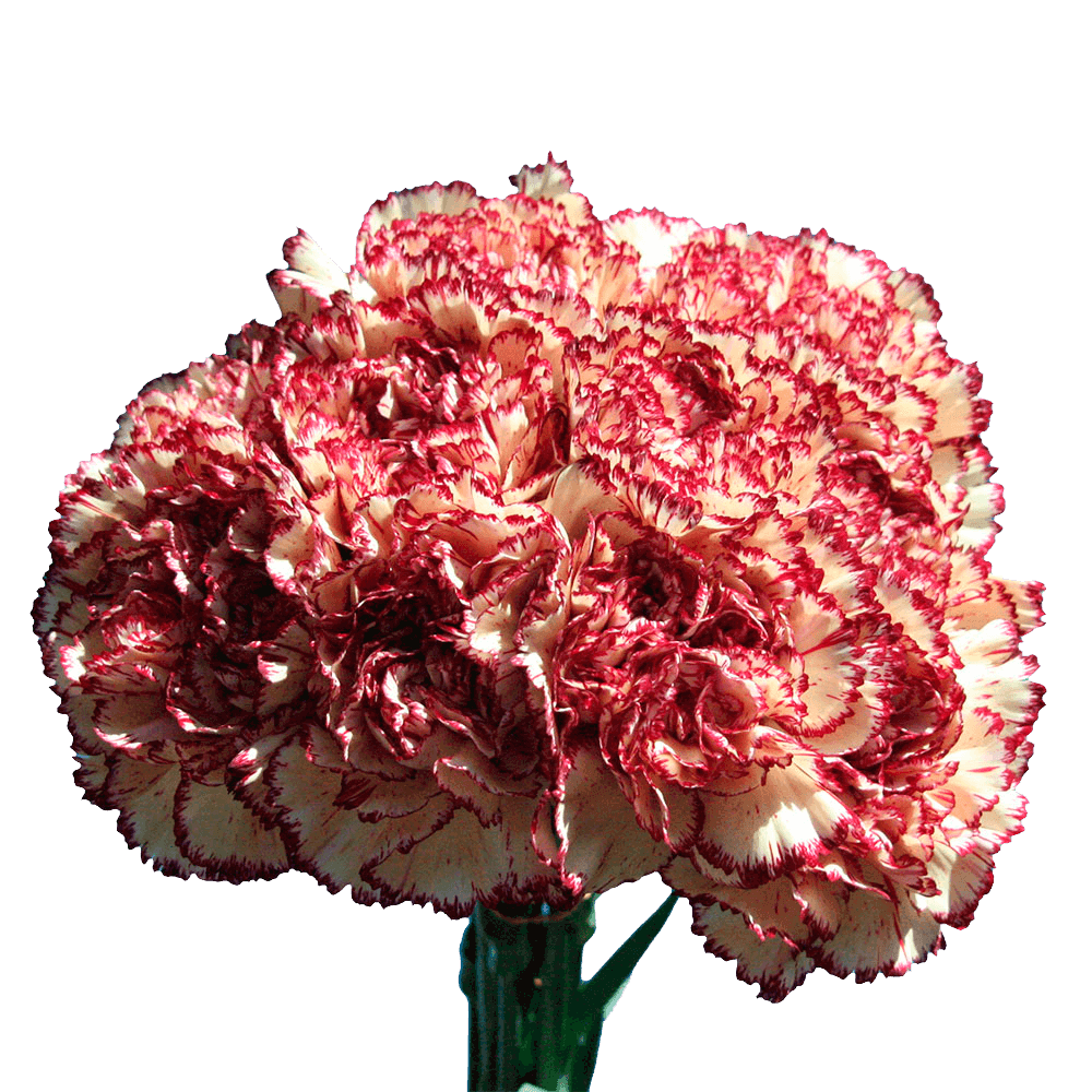 Carnation Flowers for Centerpieces Cream with Red Edges