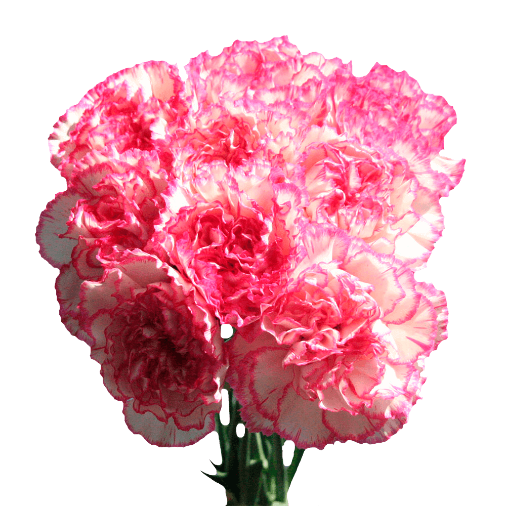 Carnation Flowers White with Pink Edges Next Day Delivery