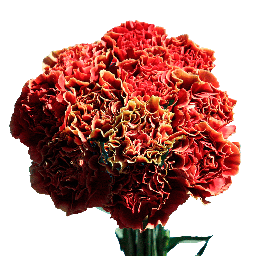 Carnation For Sale Red with Green Edges Free Flowers Delivery