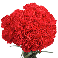 Carn Std Red (OC) [Include Flower Food] (OM) For Delivery to Harrison, Arkansas