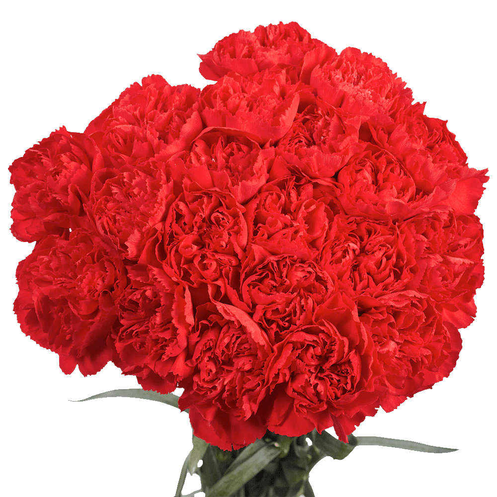 Order Flower Online Red Carnations