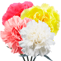Carnations Qty For Delivery to Alton, Illinois