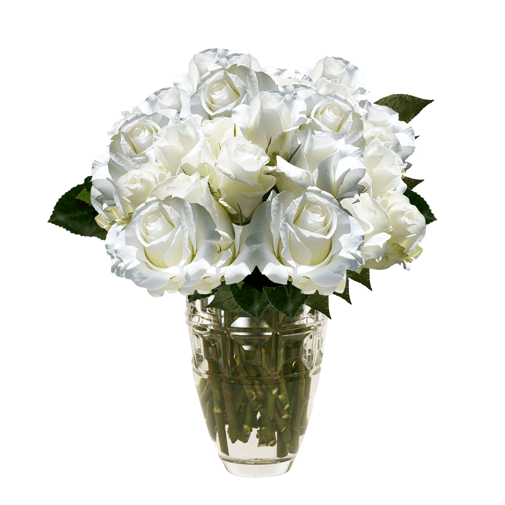 Order Ivory Roses