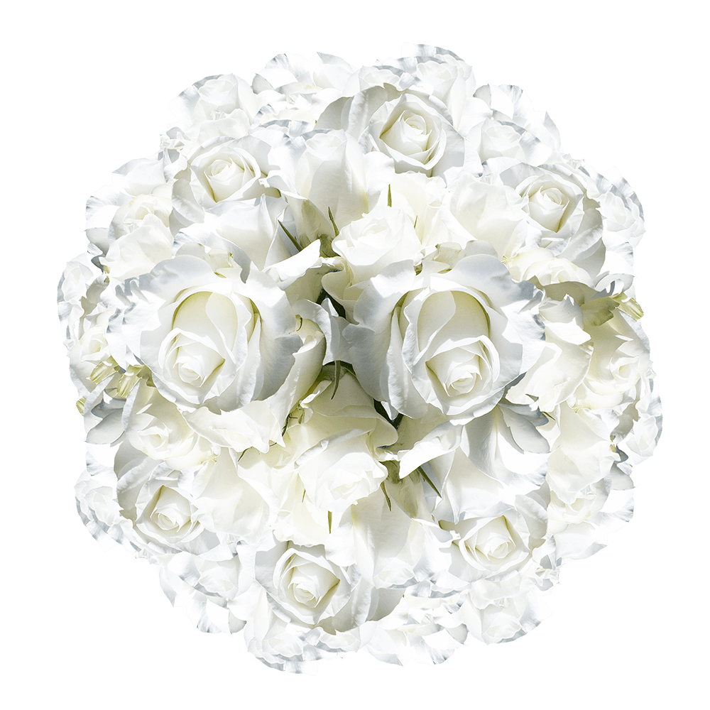 Cheap Amazing White Roses