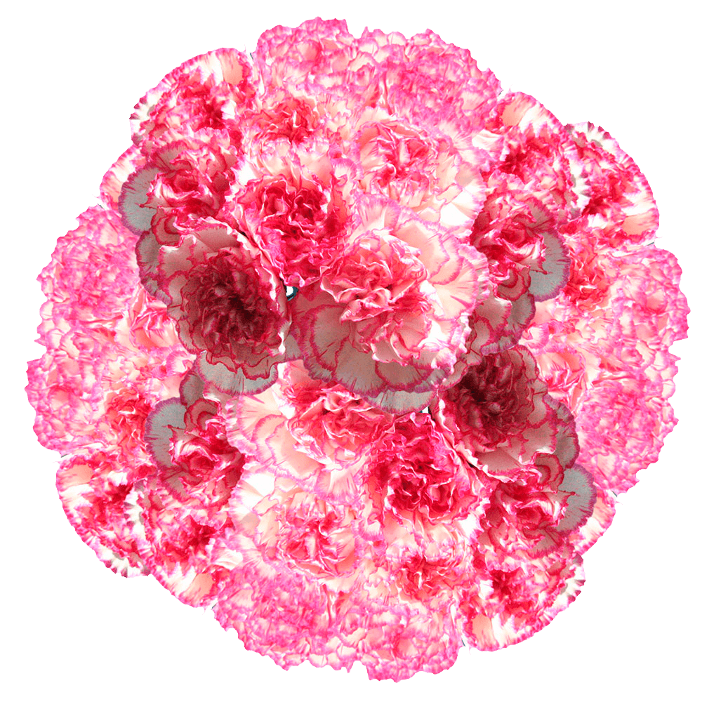 Cheap Carnations For Sale White Pink Carnation Flowers