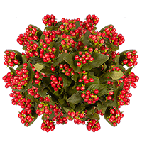 (HB) Hypericum Cherry 24 Bunches For Delivery to Carbondale, Illinois