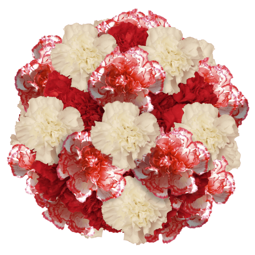 Cheap Christmas Color Carnations