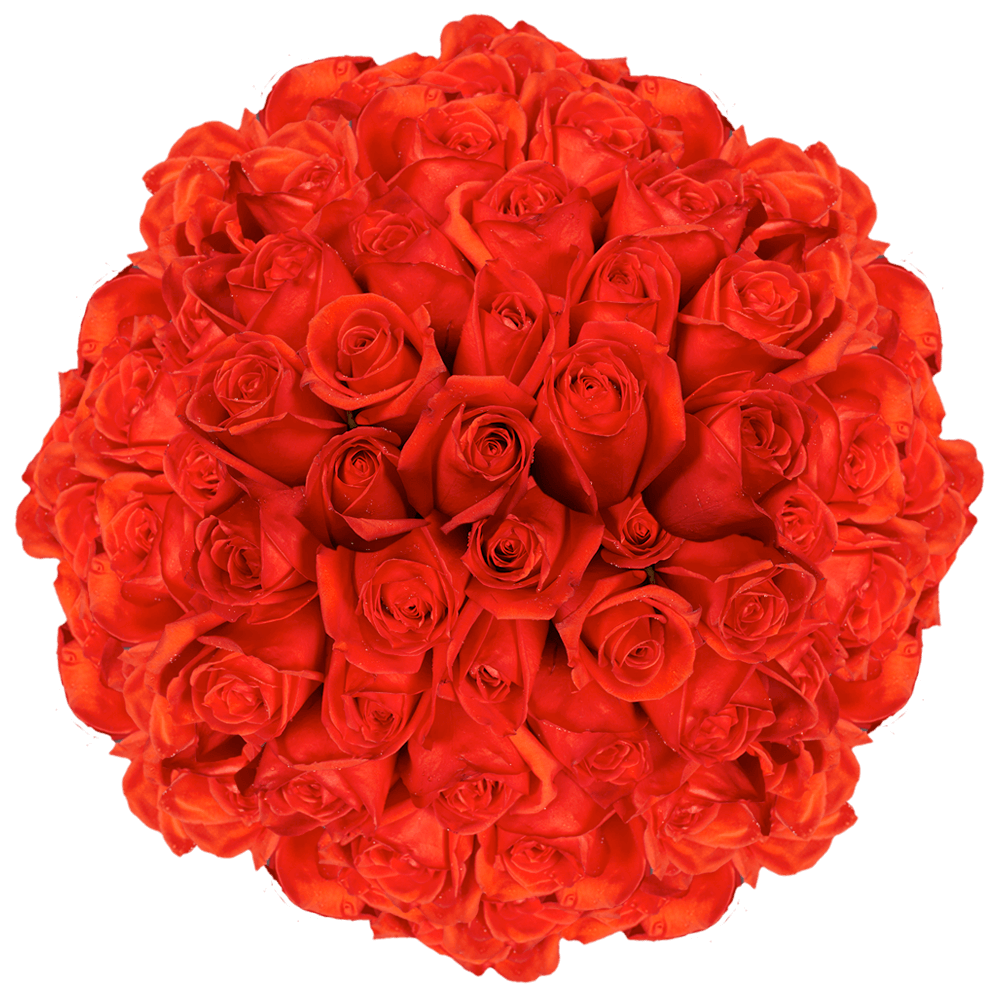 Cheap Coral Orange Roses