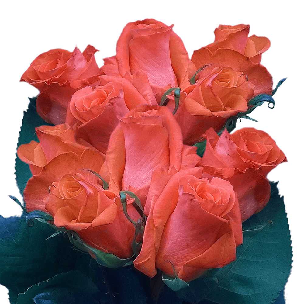 Cheap Coral Roses Delivery Coral Colored Roses Burnt Orange Roses