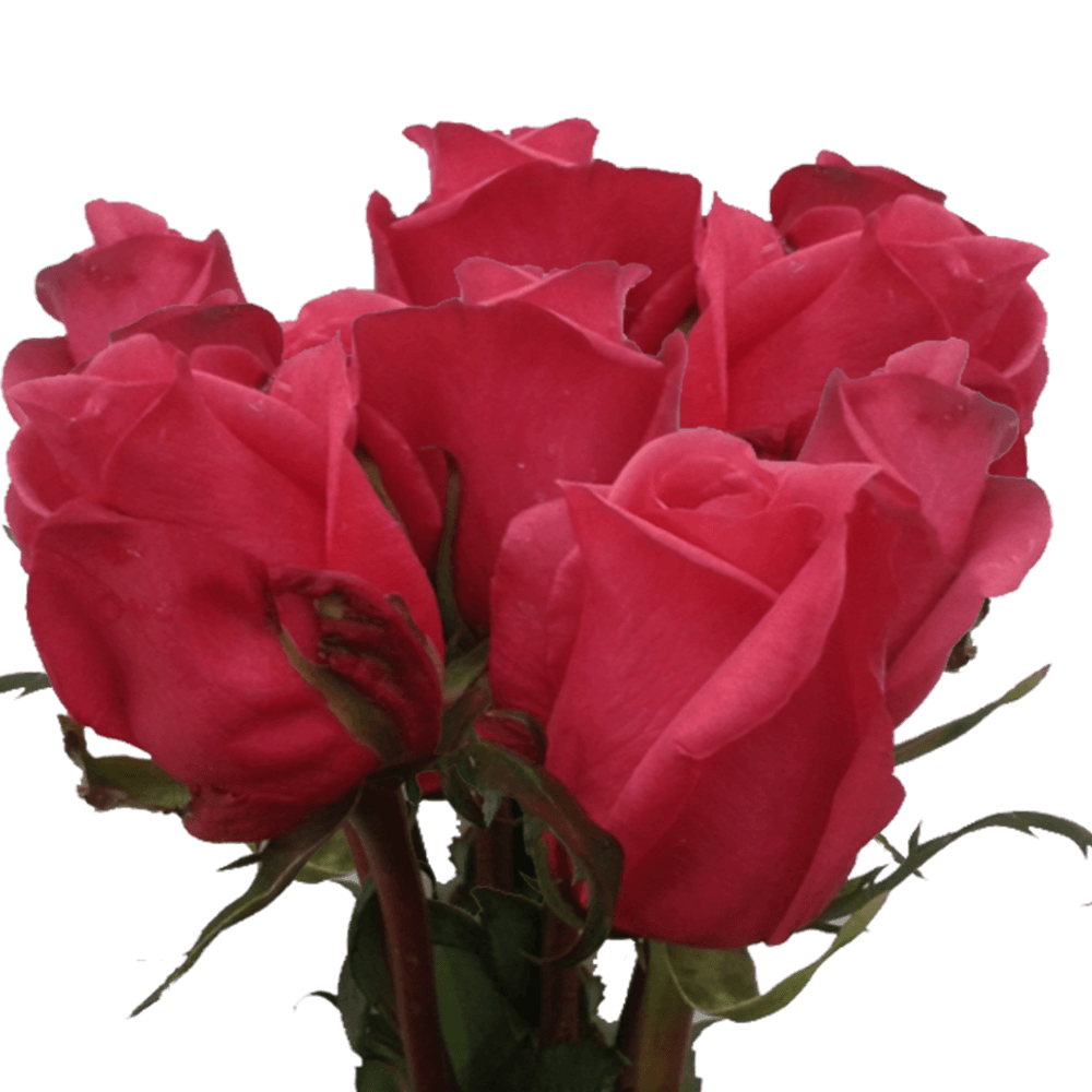 Cheap Fuchsia Roses Discount Flowers 50 Roses Send Roses Online Cheap