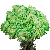 (QB) Carn Std Green 8 Bunches For Delivery to Brooklyn, New_York