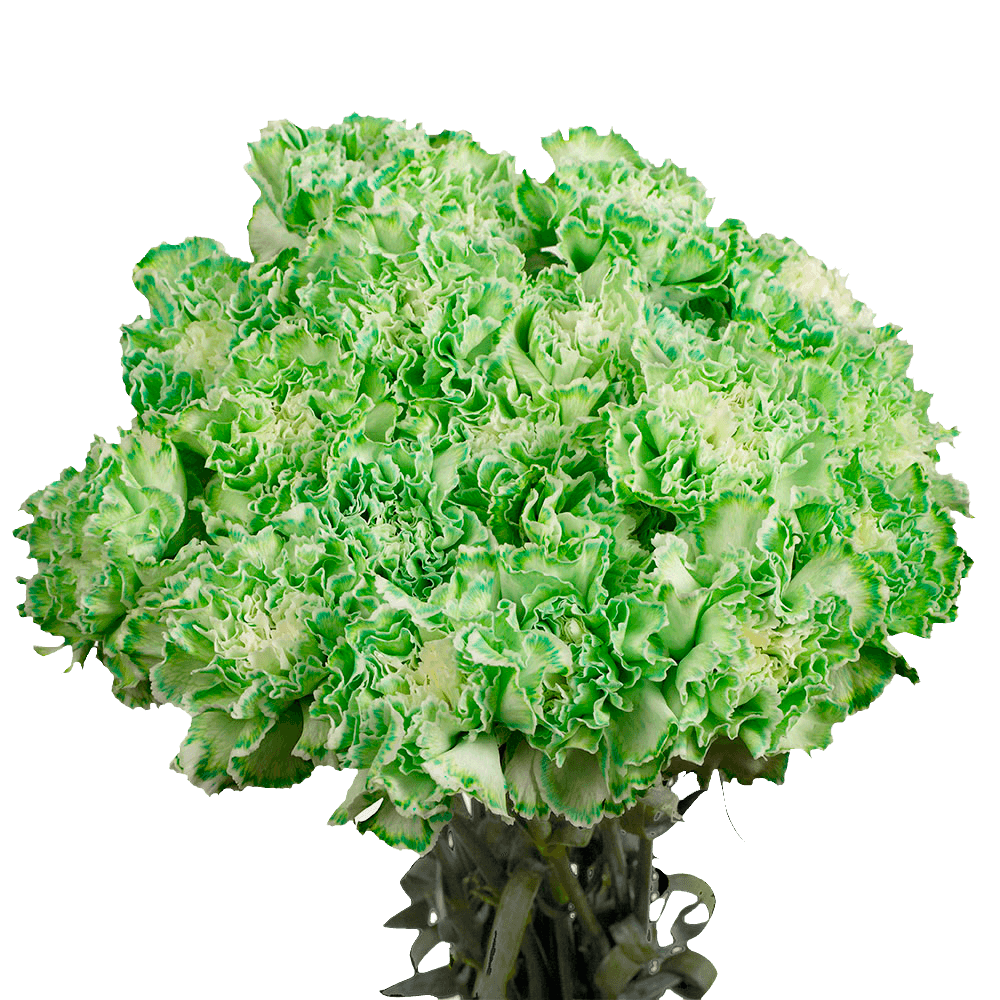 Cheap Green Carnations