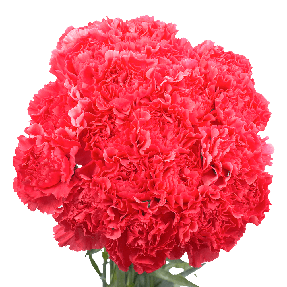 Cheap Hot Pink Carnations