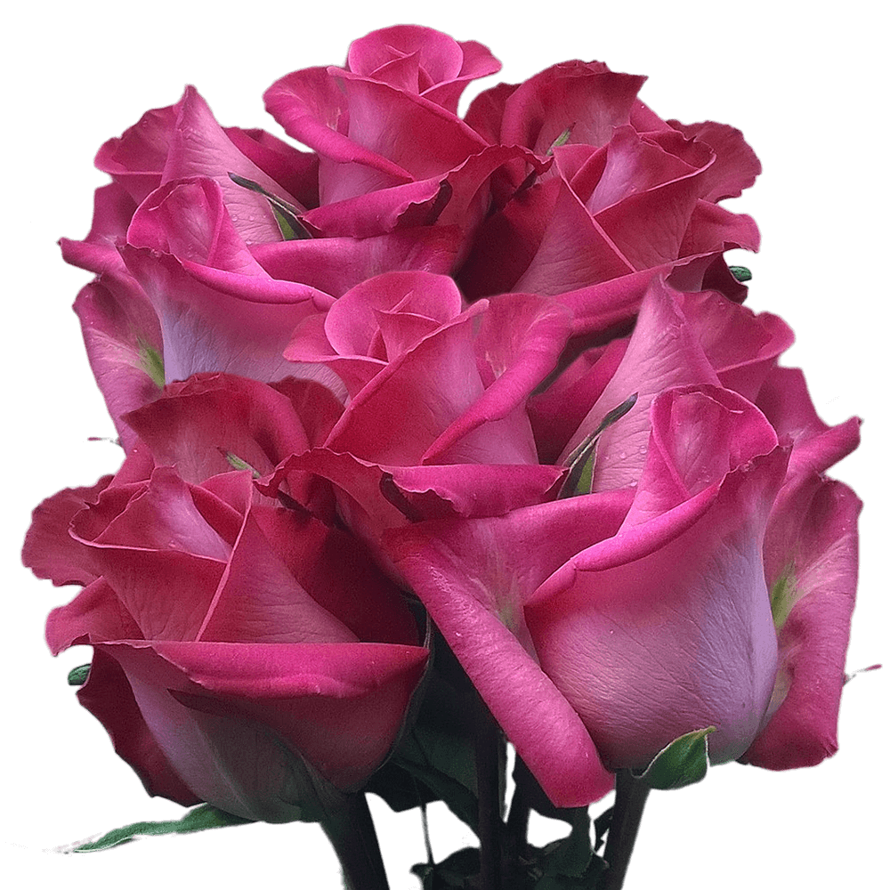 Cheap Hot Pink Roses Delivery Wedding Decorations Roses