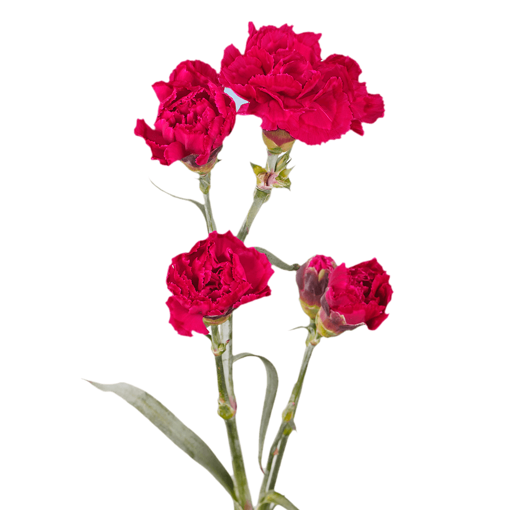 Cheap Hot Pink Spray Carnations