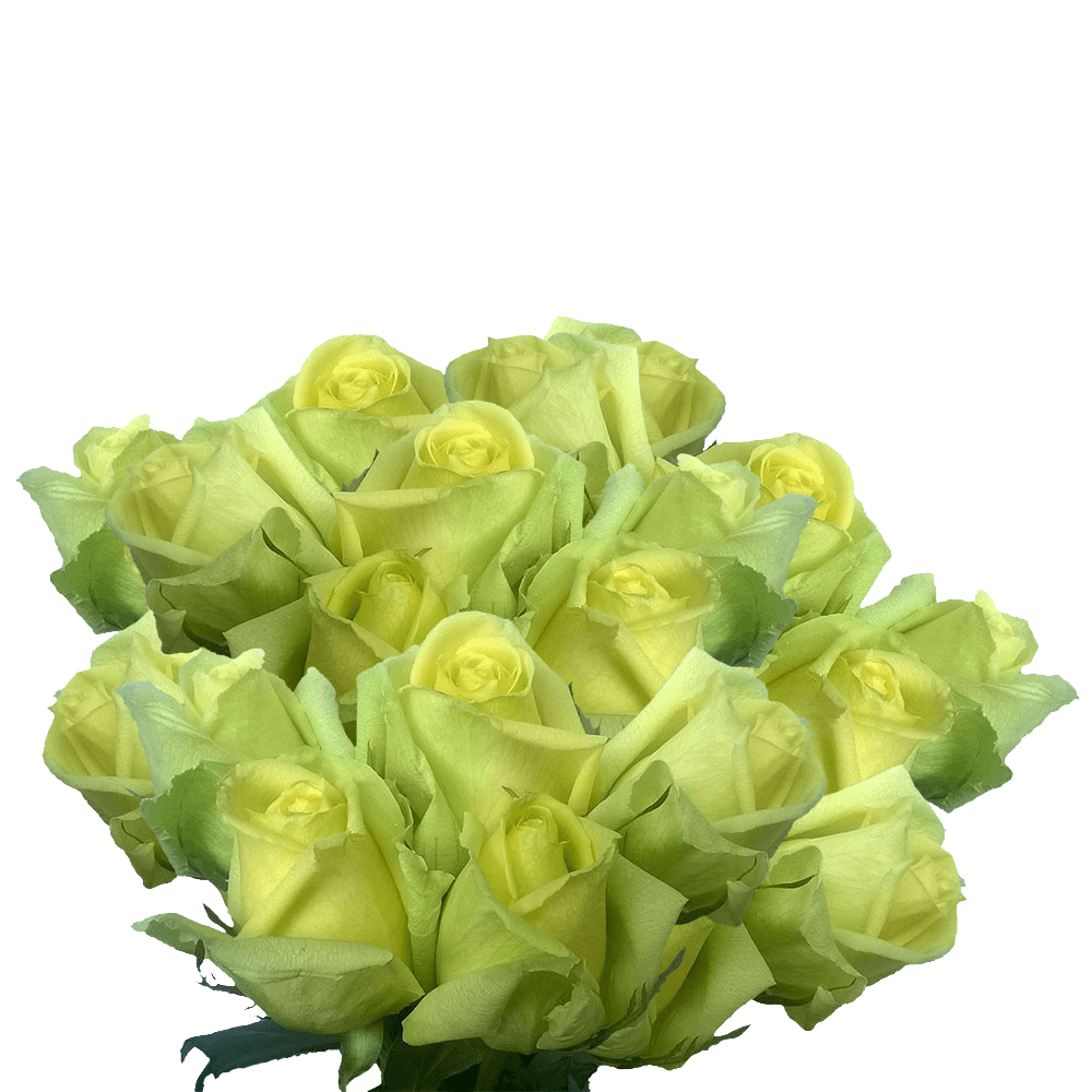 Cheap Light Green Roses Huge Rose Flowers Bouquet Pale Green Roses