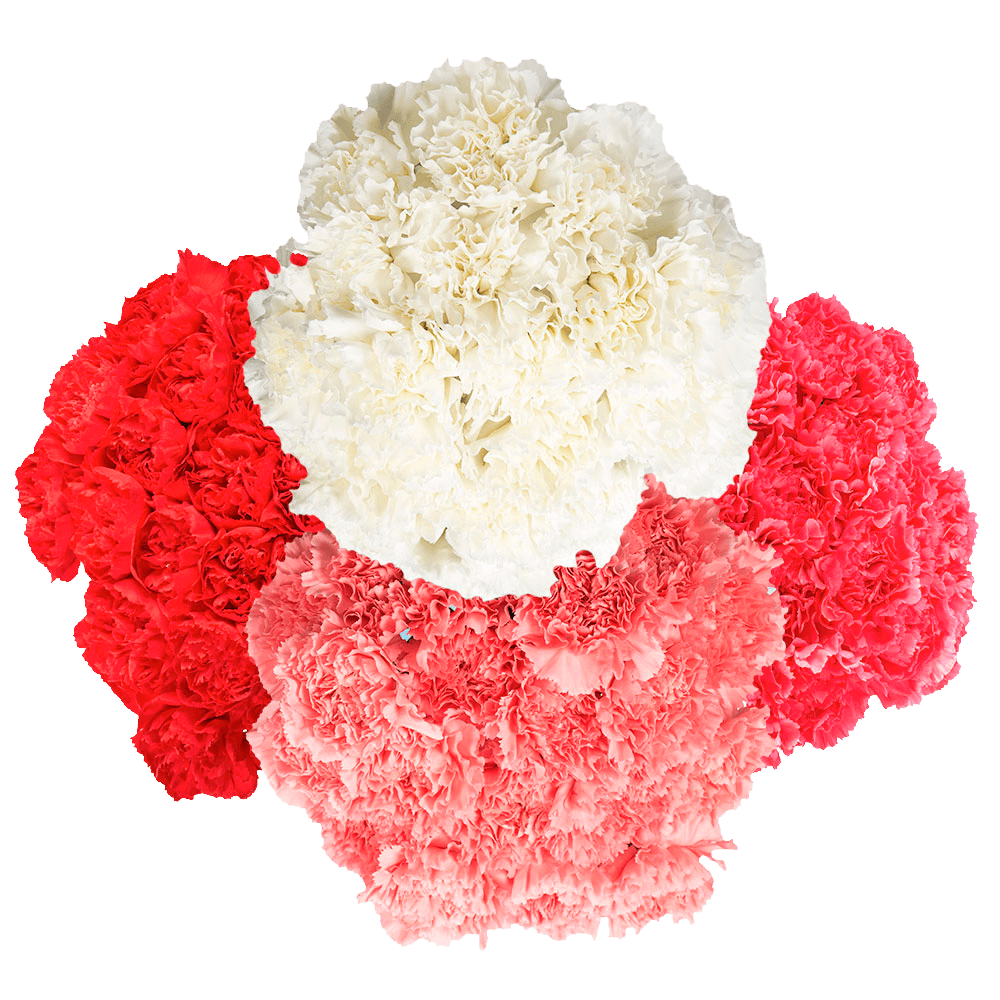 Cheap Mother's Day Carnations