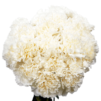 (QB) Carn Std White 8 Bunches For Delivery to West_Virginia