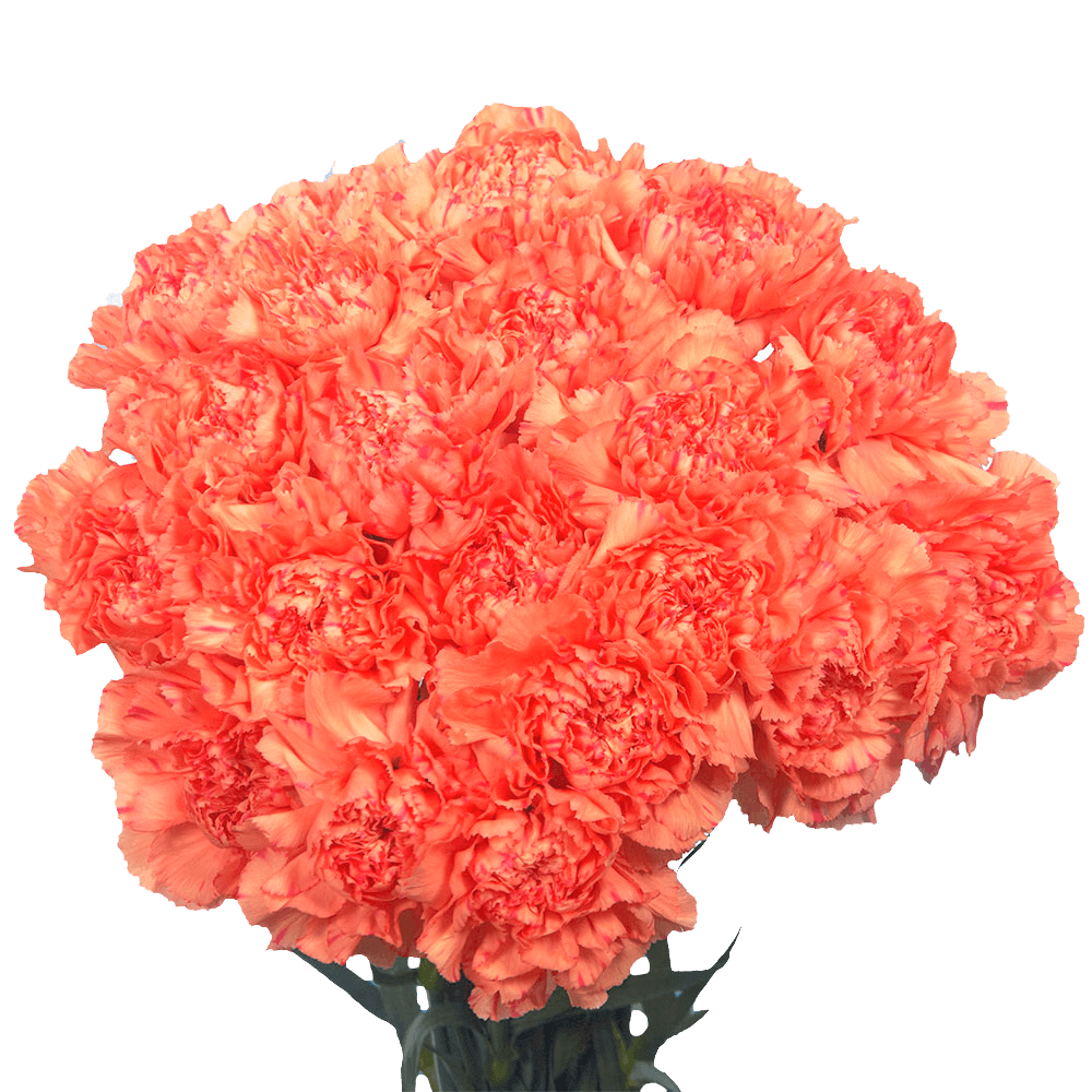 Cheap Orange Carnations