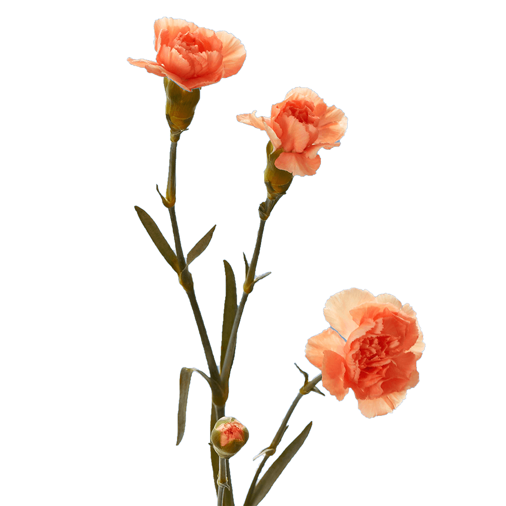Cheap Orange Mini Carnations