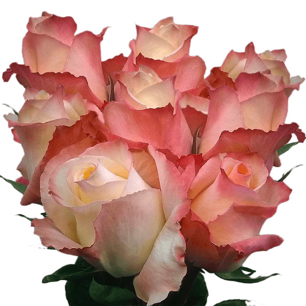 Cheap Peach Pink Roses 50 Multicolored Roses Bicolor Roses