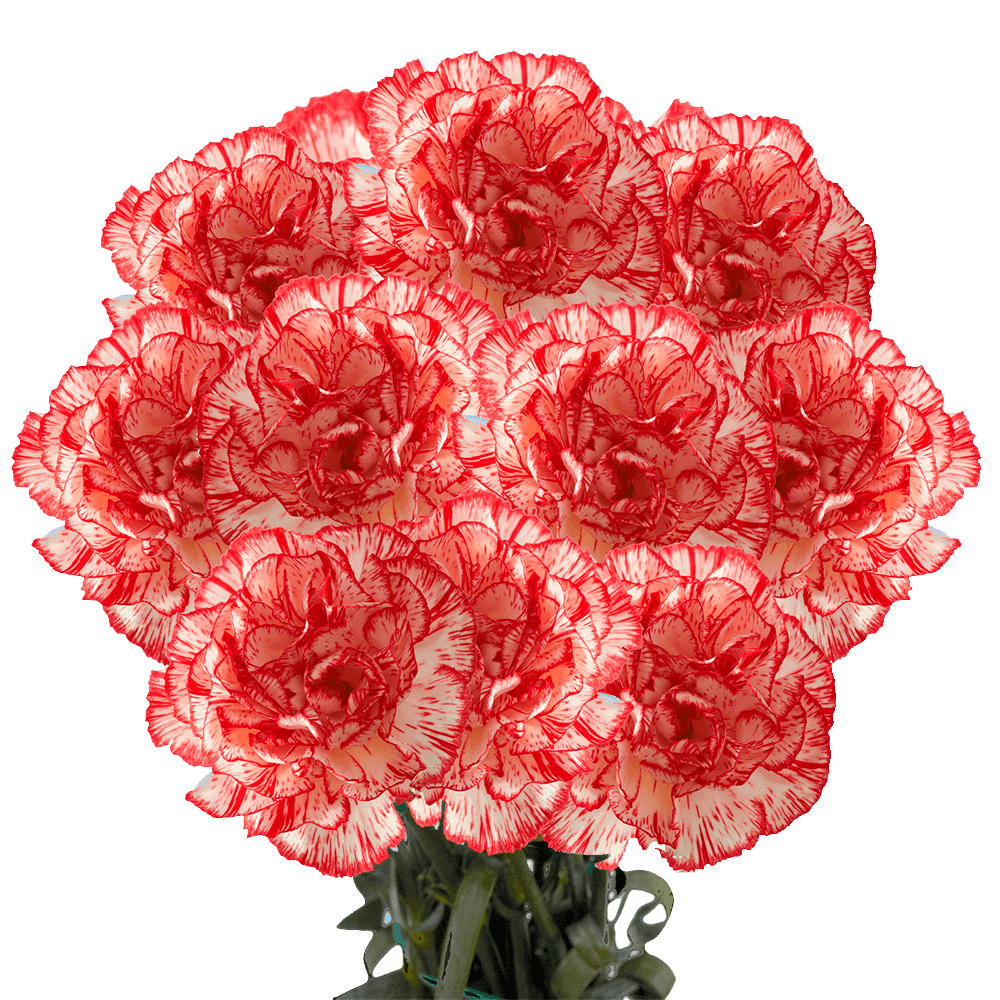 Cheap Peppermint Carnations