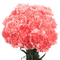 (QB) Carn Std Light Pink Pack 8 Bunches For Delivery to Edmond, Oklahoma