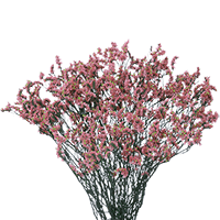(HB) Limonium Tinted Pink 24 Bunches For Delivery to Dublin, Georgia