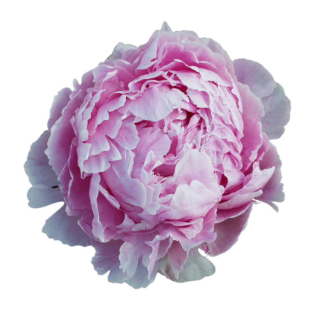 Cheap Pink Peonies Special