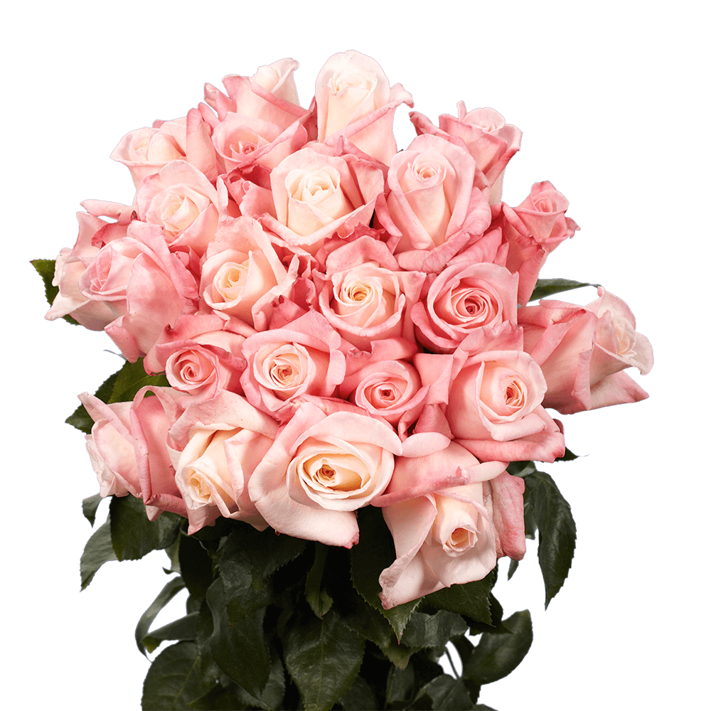 Cheap Pink Roses For Sale Wedding Roses 50 Roses Bouquet