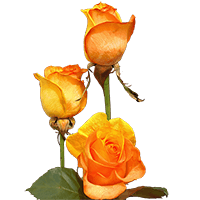 Qty of Yellow and Orange Rainbow Roses For Delivery to Meadville, Pennsylvania