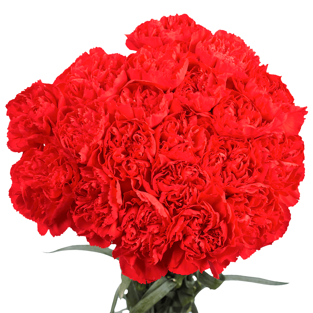 Cheap Red Carnations