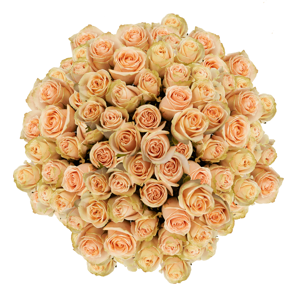 Cheap Roses By Bulk Peach High and Arena Roses