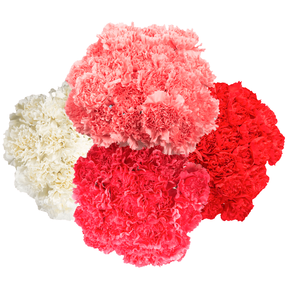 Cheap Valentine's Day Carnations