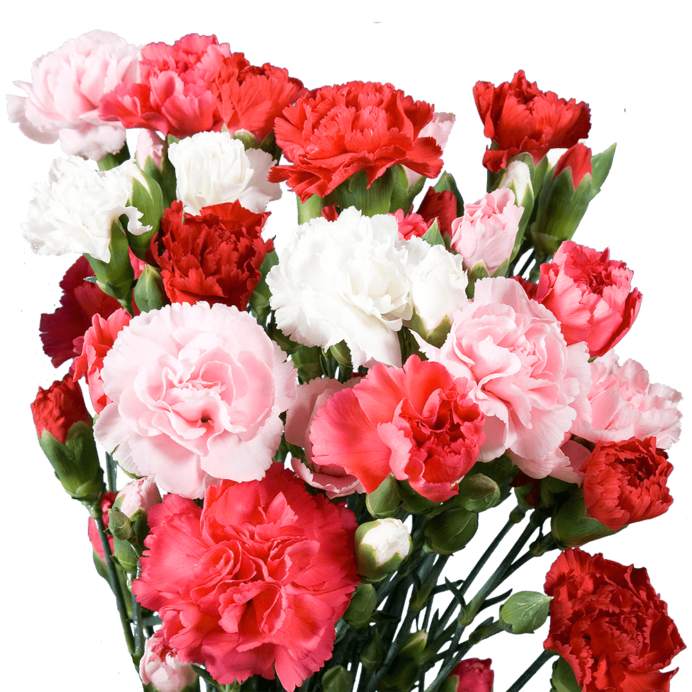 Cheap Valentine's Day Spray Carnations
