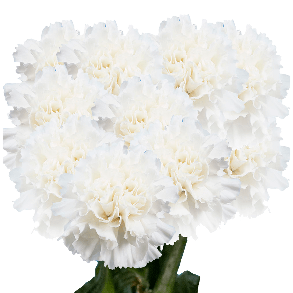 Cheap White Carnations